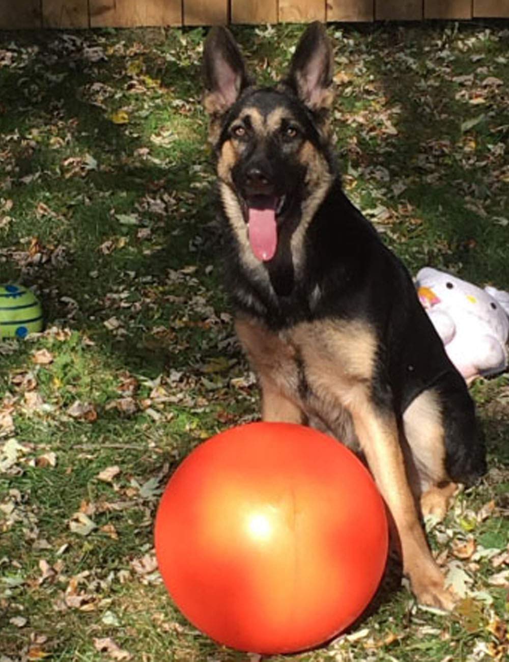 Virtually Indestructible Best Ball for Dogs, 10-inch