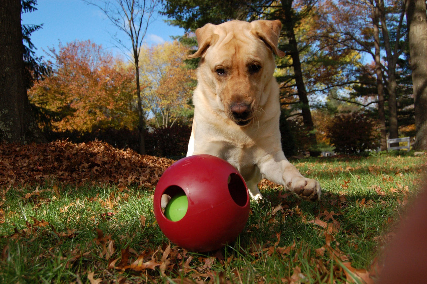 Jolly Pets Teaser Ball Dog Toy, Medium/6 Inches, Red