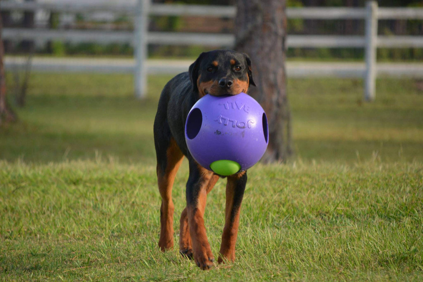 Jolly Pets Teaser Ball Dog Toy, Medium/6 Inches, Red