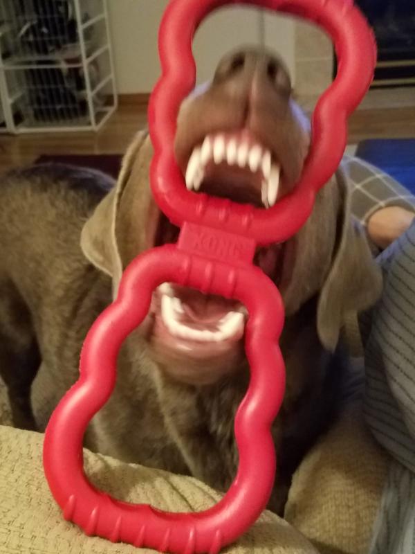 KONG(R) Tug Dog Toy Medium